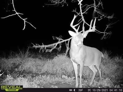 65-acre trophy whitetail and turkey hotspot - image 33