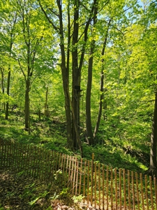 65-acre trophy whitetail and turkey hotspot - image 6