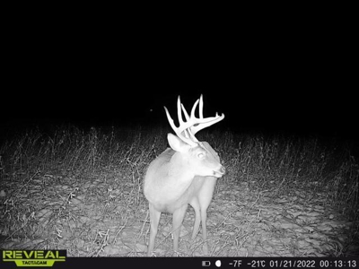 65-acre trophy whitetail and turkey hotspot - image 29