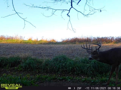65-acre trophy whitetail and turkey hotspot - image 36