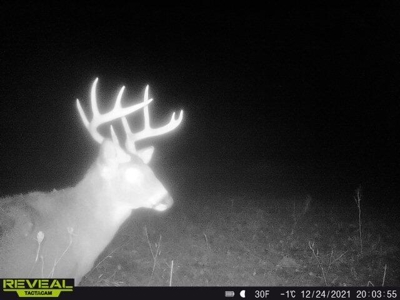65-acre trophy whitetail and turkey hotspot - image 38