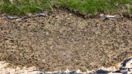 65-acre trophy whitetail and turkey hotspot - image 27