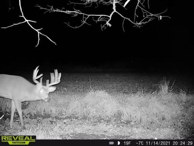 65-acre trophy whitetail and turkey hotspot - image 31