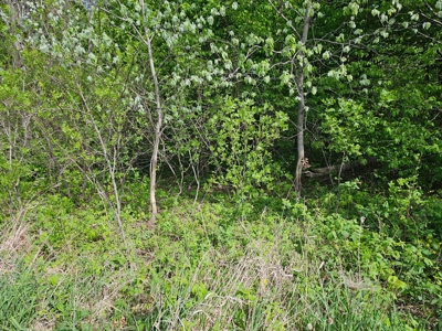 65-acre trophy whitetail and turkey hotspot - image 15