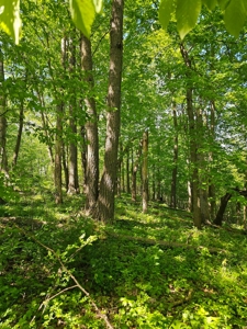 65-acre trophy whitetail and turkey hotspot - image 7