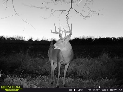 65-acre trophy whitetail and turkey hotspot - image 32