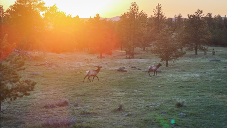 Buffalo Creek Ranch – Luxury Montana Hunting Property - image 38
