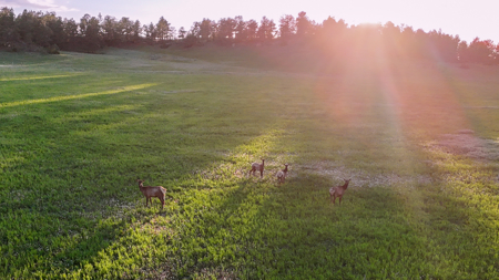Buffalo Creek Ranch – Luxury Montana Hunting Property - image 37