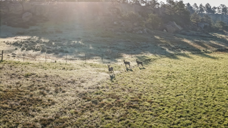 Buffalo Creek Ranch – Luxury Montana Hunting Property - image 5