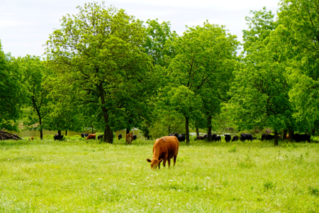 Central Oklahoma Ranch For Sale, Lincoln County - image 4