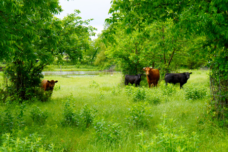 Central Oklahoma Ranch For Sale, Lincoln County - image 5
