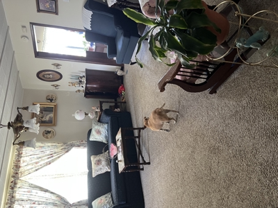 Country home in Edmonton, Kentucky - image 14