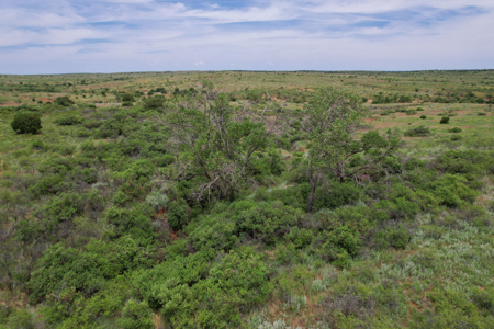 517+- Acre Ranch in Vinson Oklahoma - image 9
