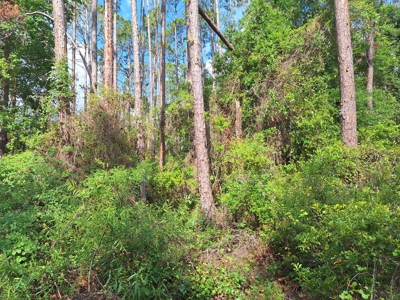 10 Acres in the Country in Old Town, Florida - image 2