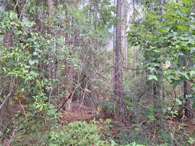 10 Acres in the Country in Old Town, Florida - image 11