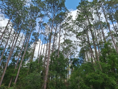 10 Acres in the Country in Old Town, Florida - image 10
