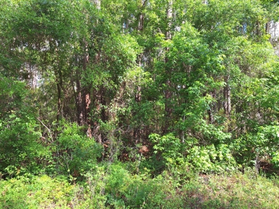 10 Acres in the Country in Old Town, Florida - image 3