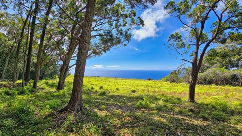 Shaded by mature trees with sweeping ocean views beyond open pasture, this spot offers the perfect blend of privacy and inspiration—ideal for a homesite, hammock, or quiet morning coffee with a breeze.