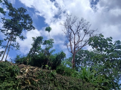 Lots with Road & Boat Access in Tierra Oscura, Bocas del Toro - image 20
