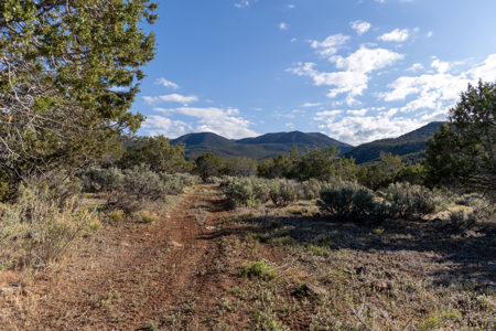 Colorado Mountain Mule Deer Hunting & Recreational Land - image 27