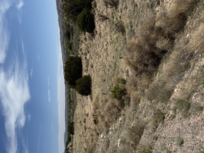 Land For Sale Surrounded by Carson National Forest with a river - image 6