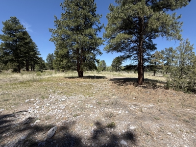 Land for sale in Northern New Mexico with no CCR's and River - image 3