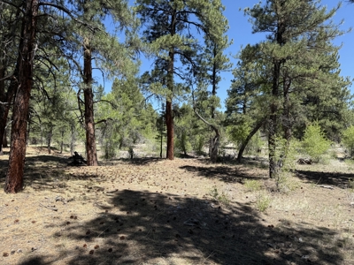 Land for sale in Northern New Mexico with no CCR's and River - image 10