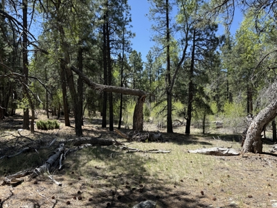 Land for sale in Northern New Mexico with no CCR's and River - image 7