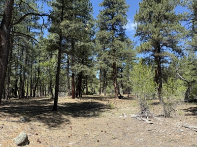 Land for sale in Northern New Mexico with no CCR's and River - image 6