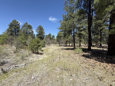 Land for sale in Northern New Mexico with no CCR's and River - image 4