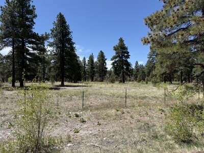 Land for sale in Northern New Mexico with no CCR's and River - image 9