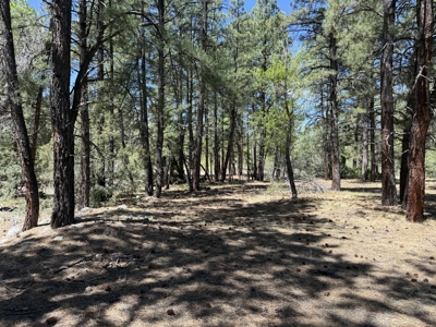 Land for sale in Northern New Mexico with no CCR's and River - image 8
