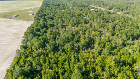 8 Open Acres for Sale in O'Brien, Florida - image 5