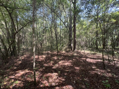 5 Acre Vacant Lot For Sale In Fort White, Florida! - image 16