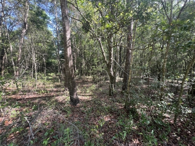 5 Acre Vacant Lot For Sale In Fort White, Florida! - image 12