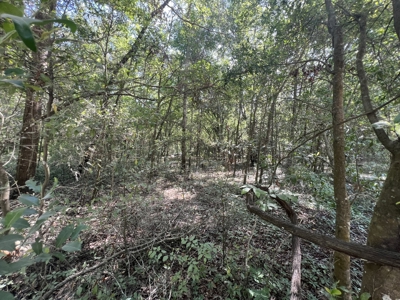 5 Acre Vacant Lot For Sale In Fort White, Florida! - image 19