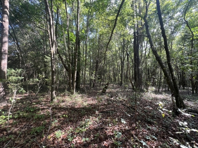 5 Acre Vacant Lot For Sale In Fort White, Florida! - image 13