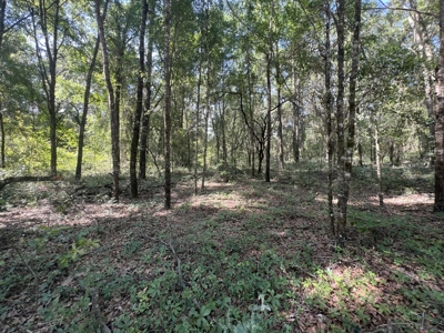 5 Acre Vacant Lot For Sale In Fort White, Florida! - image 18