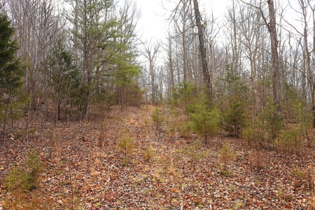 Hunting, Fishing, Woods, Building Sites, Road Frontage - image 1