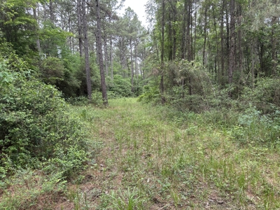 East Texas Hunting/Recreational/Timber Land For Sale - image 9