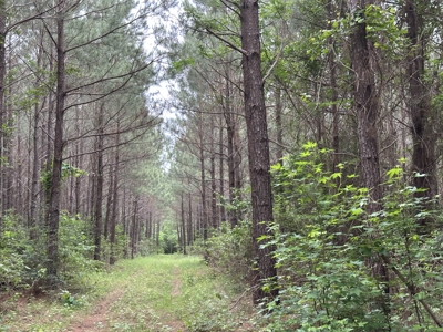 East Texas Hunting/Recreational/Timber Land For Sale - image 1