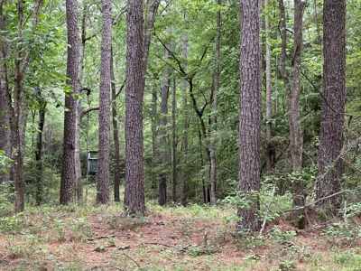 East Texas Hunting/Recreational/Timber Land For Sale - image 17