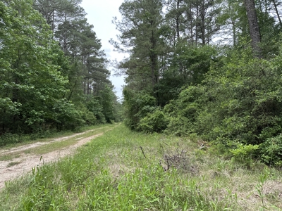 East Texas Hunting/Recreational/Timber Land For Sale - image 11
