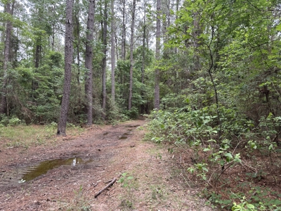 East Texas Hunting/Recreational/Timber Land For Sale - image 16