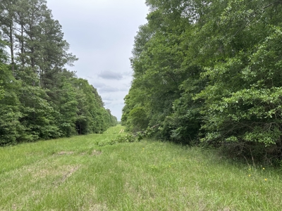East Texas Hunting/Recreational/Timber Land For Sale - image 14