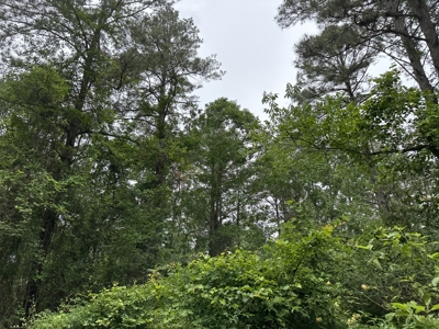 East Texas Hunting/Recreational/Timber Land For Sale - image 12