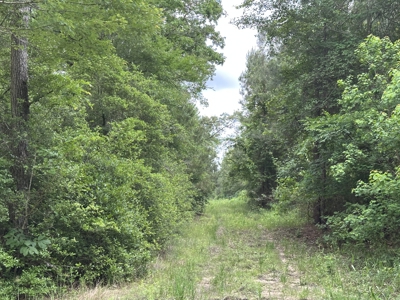 East Texas Hunting/Recreational/Timber Land For Sale - image 21