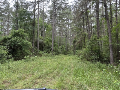 East Texas Hunting/Recreational/Timber Land For Sale - image 8