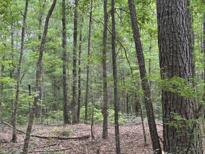 East Texas Hunting/Recreational/Timber Land For Sale - image 26