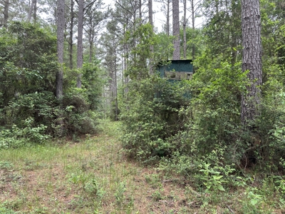 East Texas Hunting/Recreational/Timber Land For Sale - image 10